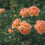 Ein Bild einer Rose aus dem Queen Mary Rose Garden im Regent's Park in London