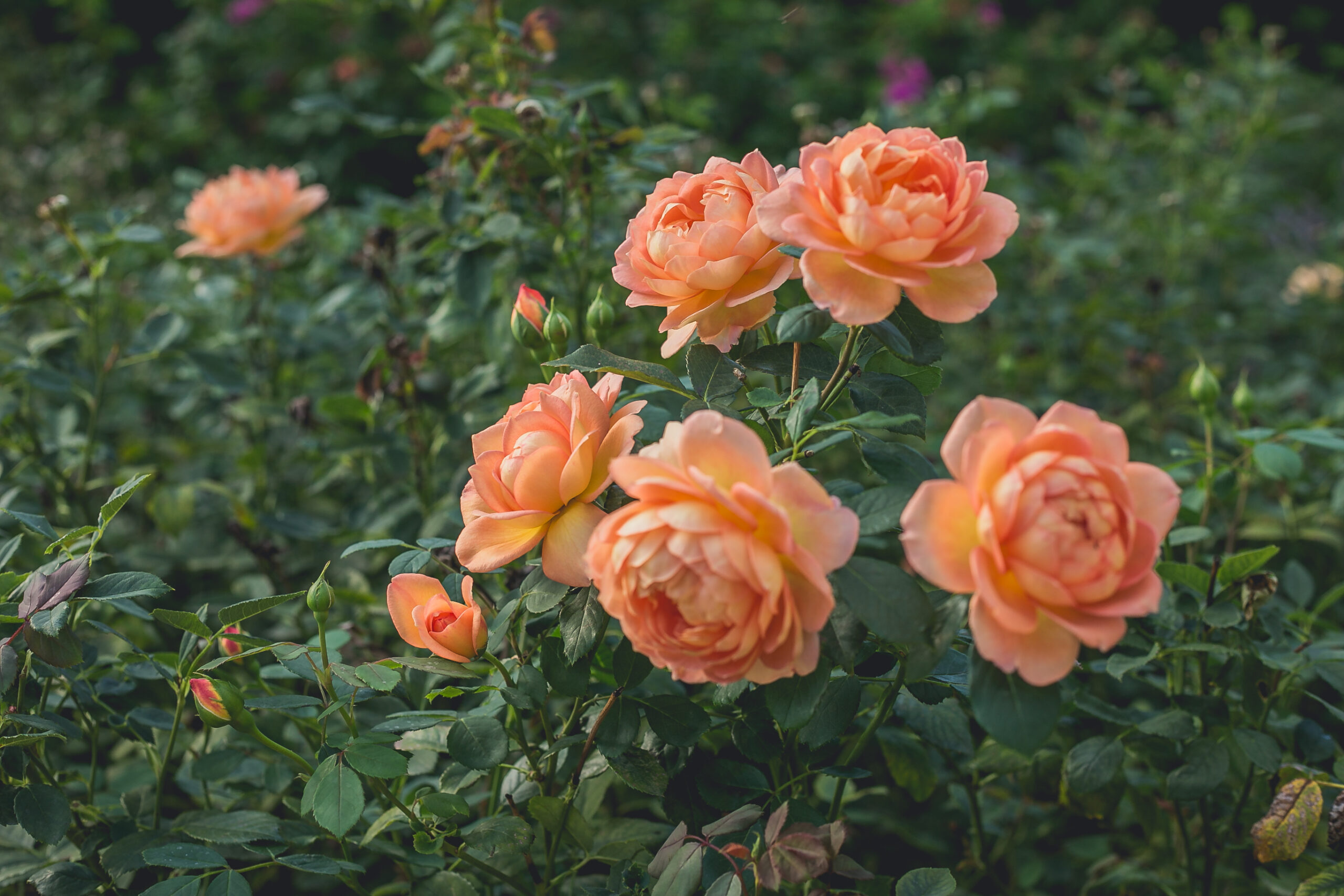 Ein Bild einer Rose aus dem Queen Mary Rose Garden im Regent's Park in London